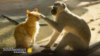 Vervet Monkeys Feel the Same Way About Cats as We Do  Amazing Animal Friends | Smithsonian Channel