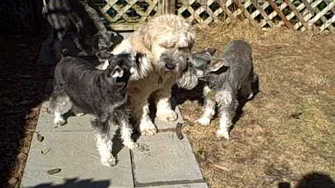 Gus, Baxter,Leif and Loki 2/25/09