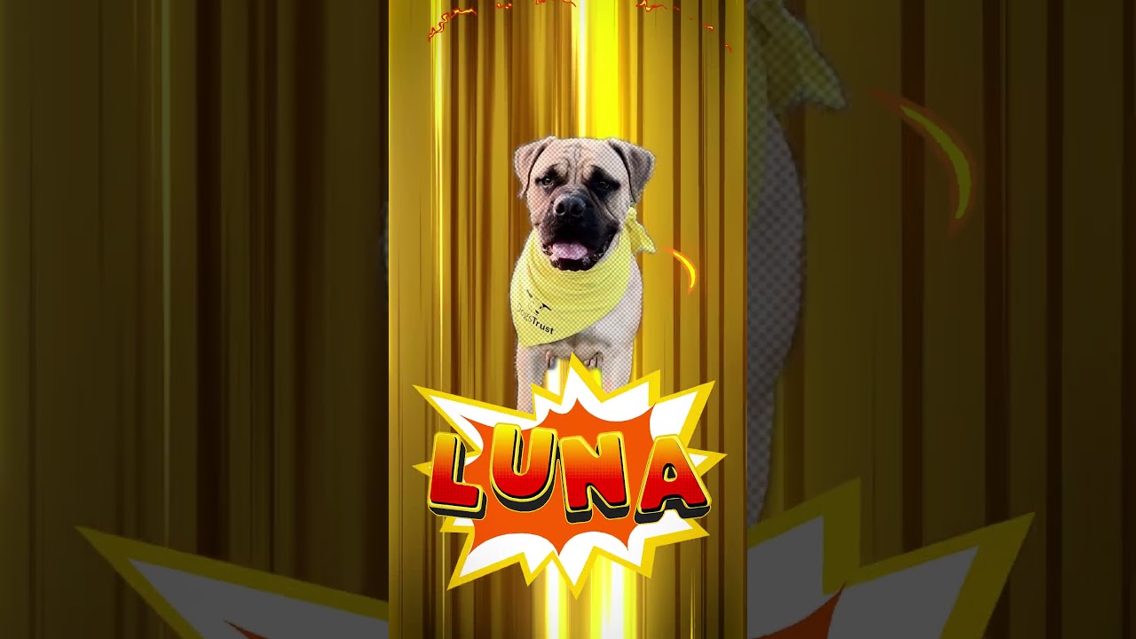 DOG TRUST