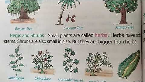 Class 1|| EVs || Chapter 6 Plants around us|| by Mrs Chandrakala Saharan from Lord Krishna School B