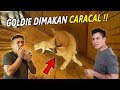 TERNYATA BENER !! CARACAL GA BOLEH DIGABUNGIN SAMA KUCING LAIN .. NYESEL JADINYA !! Kasian Goldie..