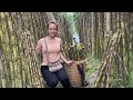 Full60day harvest sugarcane gardens millions of sugarcane plants to go to the market to sell