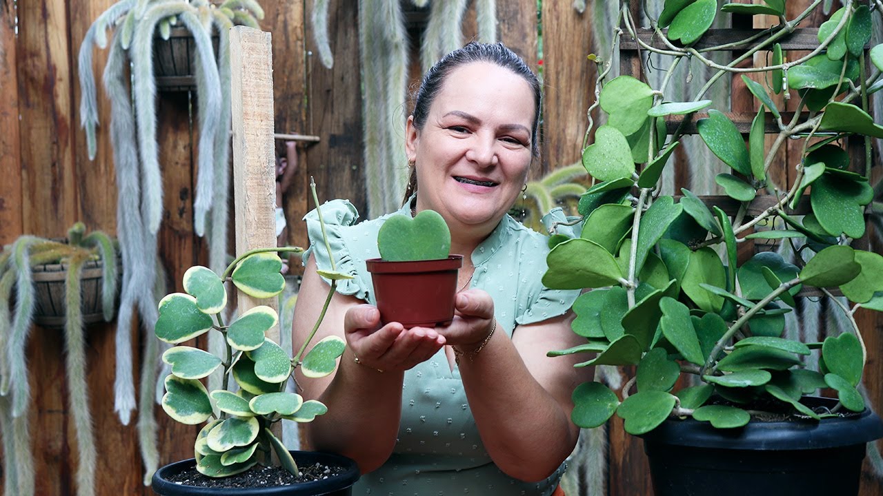 Suculenta em Forma de Coração - Dicas, Cuidados e Curiosidades da Hoya Kerrii
