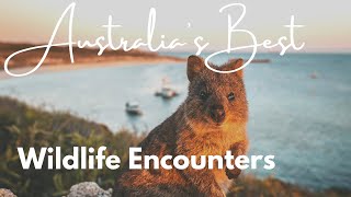 Australia's Best  Wildlife Encounters