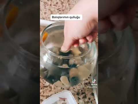 Video: Balıqları necə bobber etmək olar?