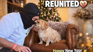 👉 Reunited With Minnie Moo 🐶❤️ | Happy New Year Everyone 🎉