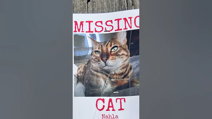 Video 10599581: bengal, cat eating food, cat baby food