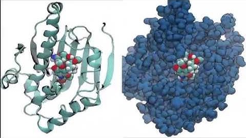 Molecular dynamics simulation of an HSP90 - inhibitor complex