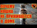 Почему Кошки Не Приживаются В Доме? Приметы и Суеверия!