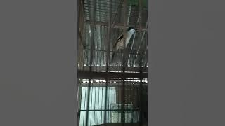 Suara cendet Lombok asli