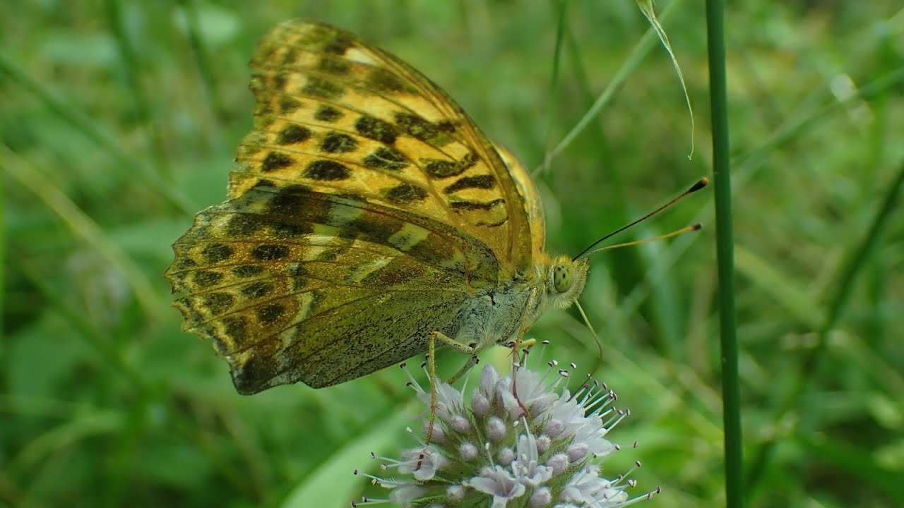 Keizersmantel/Silver washed fritillary (Argynnis paphia)