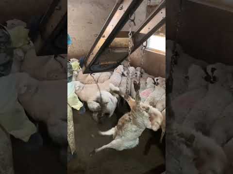 Lamb to the