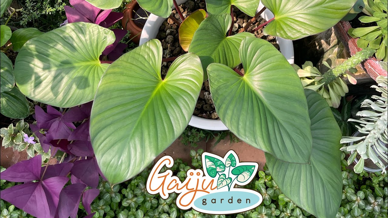 Ep.12 เสน่ห์จันทร์แดง ทำไมถึงมีชื่อจังหวัดต่อท้าย GaiJugarden เสน่ห์จันทร์ ไม้มงคล