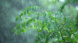 빗소리는 요걸로 졸업하시지요ㅎㅎ | 4k 120fps Slow Motion rain on the leaves