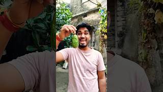 Asmr Americas Cabbage Original Dubble Bubble Gum 3 Fruit Flavors And Eating Sounds