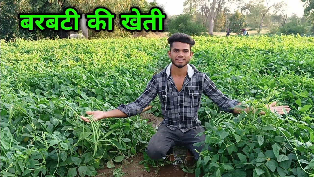 Itna Grow Ho Gaya Barbati | Barbati Ki Kheti 