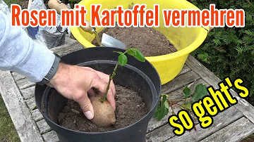 Wie vermehre ich eine Rose mit einer Kartoffel?