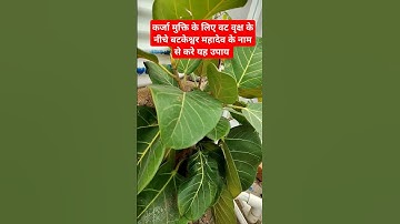 कर्जा मुक्ति के लिए बटकेश्वर महादेव के नाम से कर यह उपाय#pradeepmishra#pradeepmishrajikeupaay#shorts