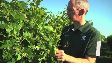 Controlling Grape Phylloxera with Rufus Isaacs