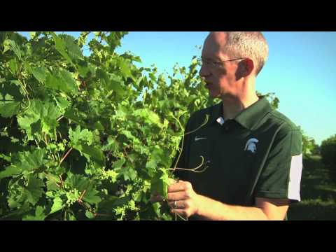 Video: Phyloxera Grape - The Enemy Of The Harvest