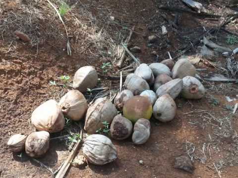 32 Acre Coconut Arecanut Plantation Youtube