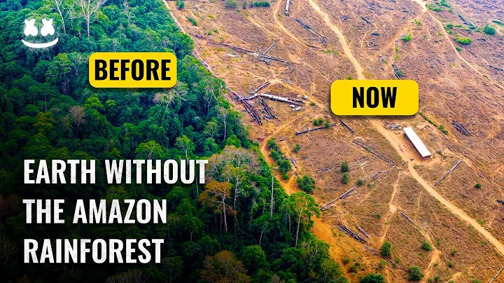 What Will Happen if the Amazon Rainforest is Destroyed? They Are Secretly Destroying Amazon Forest!