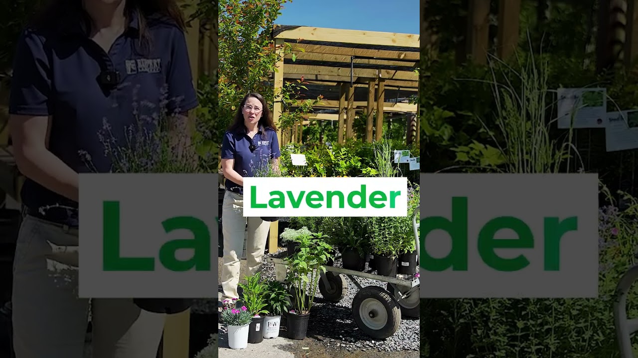 Deer-Resistant Plants: Lavender