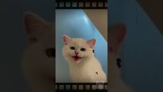 #meow