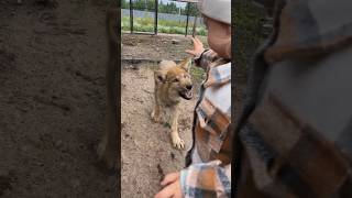 Baby Wolf goes to Bite Child? #wolf #wolfbite #wolfattack #wolfandchild