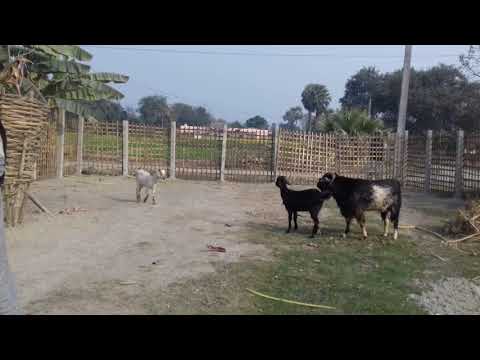 Goat xxx video india Bihar - YouTube