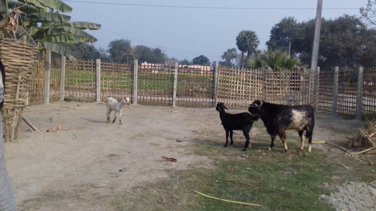 Goat xxx video india Bihar - YouTube