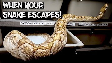What to do if your Snake Escapes!