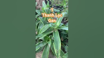 3 Lợi ích bất ngờ từ cây Lược Vàng có thể bạn chưa biết #meodangian #baithuocdangian #sứckhỏe