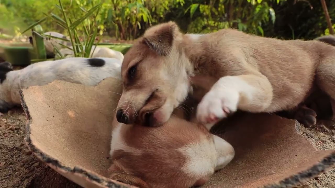 Puppy Sleep Therapy🐾｜Serene Pet Sounds