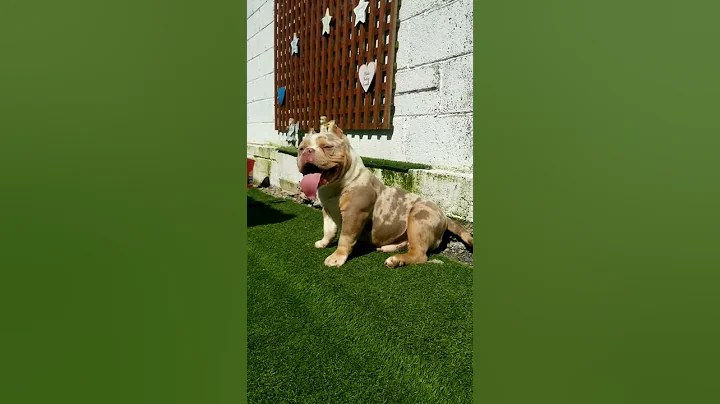 Big Mac  Irelands 1st Lilic Tri Merle,American Bul...