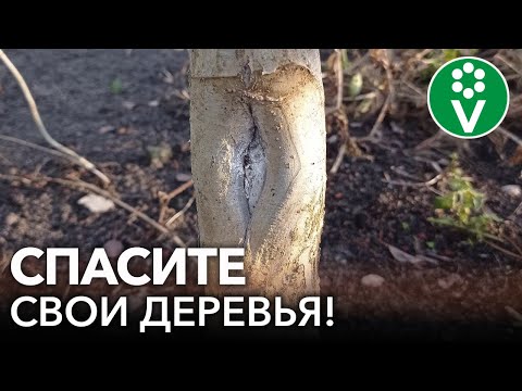 КАК ЛЕЧИТЬ МОРОЗОБОИНЫ И ТРЕЩИНЫ НА ДЕРЕВЬЯХ?