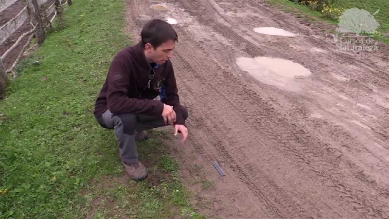 Muestra Curso Introducción Huellas, Rastros y Señales