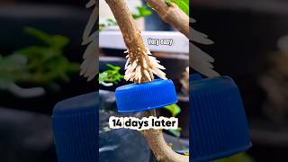 Amazing Graft Result