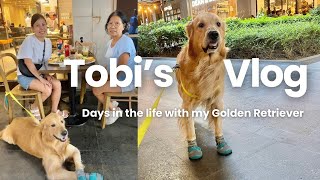 Day in the life with my Golden Retriever: Tobi’s Day-Out! l🐶