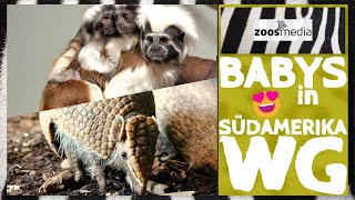 Tiergarten Kleve: Lisztaffen &amp; Gürteltiere 😍 | zoos.media