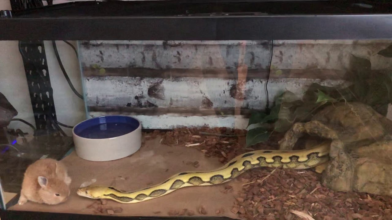 RETIC GIVES RABBIT TEETH AND A HUG - YouTube