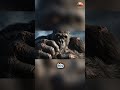 كينغ كونغ الزئير الأخير فيلم سينمائي قصير مدته دقيقة واحدة