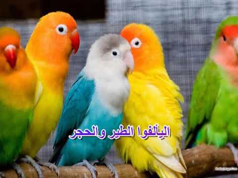 الفاق البشر نسرين عوض جديد2022