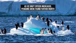 Surfin' Bird! Adélie Penguins 'Surf' On Sea Ice To Help Migration