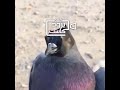 ارحموا من في الارض يرحمكم من في السماء ارحموا من في الارض يرحمكم من في السماء