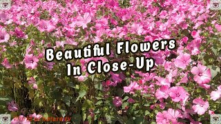 Beautiful Flowers In Close-Up World Of Nature Tv 