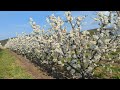 Skeena cherry variety in the flowering stage 12423