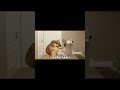 我家猫会后空翻 #cheems #cheems小剧场