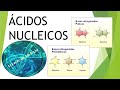 Ácidos Nucleicos: ADN y ARN.