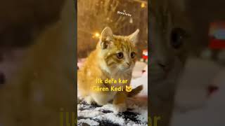 İlk Defa Kar Gören Kedi